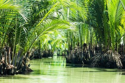 Can Gio Mangrove Eco And Wildlife Discovery Tour - Tang Bong Tower: 26m views that make the whole reserve click