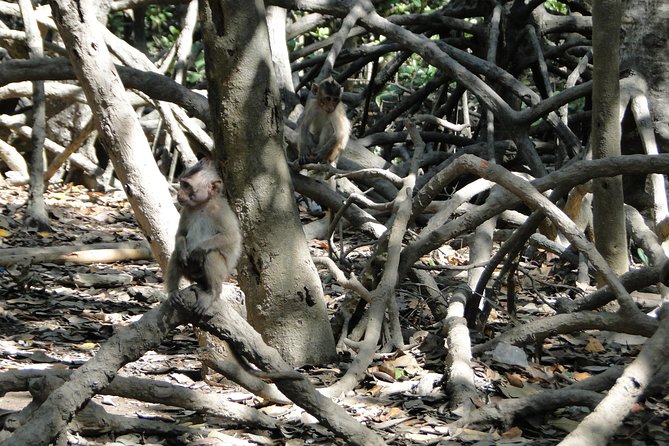 Can Gio Mangrove Eco And Wildlife Discovery Tour - Forest Park and Can Gio Museum: monkeys plus the science behind them