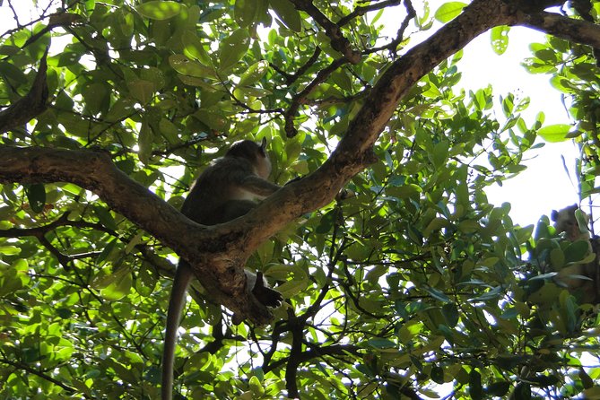 Can Gio Mangrove Eco And Wildlife Discovery Tour - What the day feels like in practice (and who it suits)