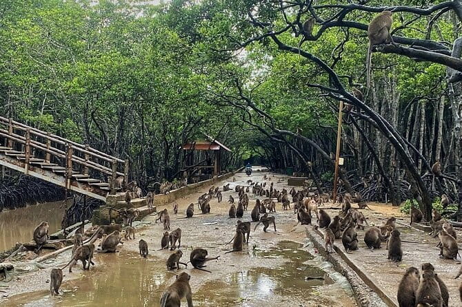 Can Gio Mangrove Forest Island Private Tour From Ho Chi Minh City - 8:00 am pickup and the ride out: how the day gets rolling