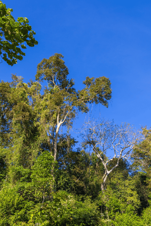 Cat Tien National Park with Crocodile Lake - Key points before you go