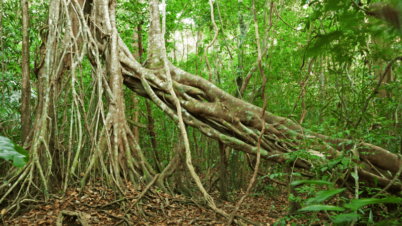 Cat Tien National Park with Crocodile Lake - Green Hope Lodge: Your River-View Reset Between Jungle Sessions