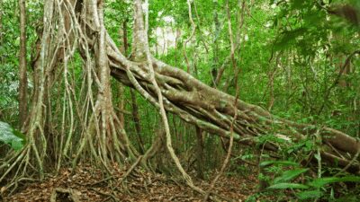 Cat Tien National Park with Crocodile Lake - Ecological Trail: Tung Tree, Perennial Plants, and the Gibbon Zone