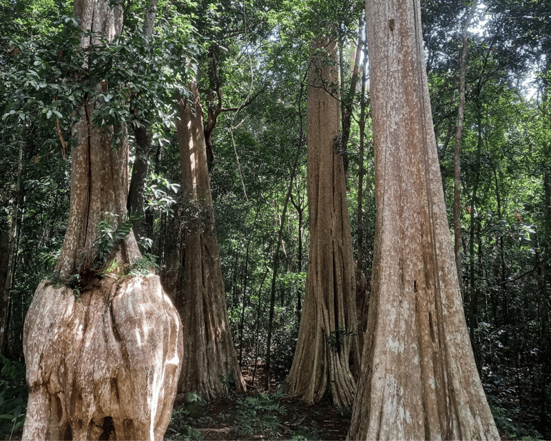 Cat Tien National Park with Crocodile Lake - Night Safari Spotlighting: Dusk Magic and Real-World Animal Timing
