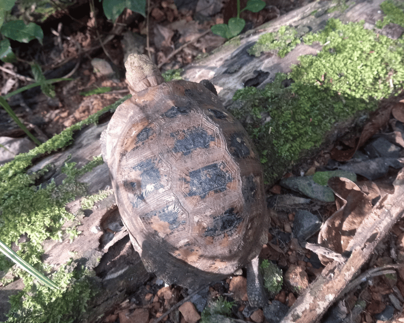 Cat Tien National Park with Crocodile Lake - Crocodile Lake: UNESCO Biosphere, Endangered Reptiles, and Early Starts That Pay Off