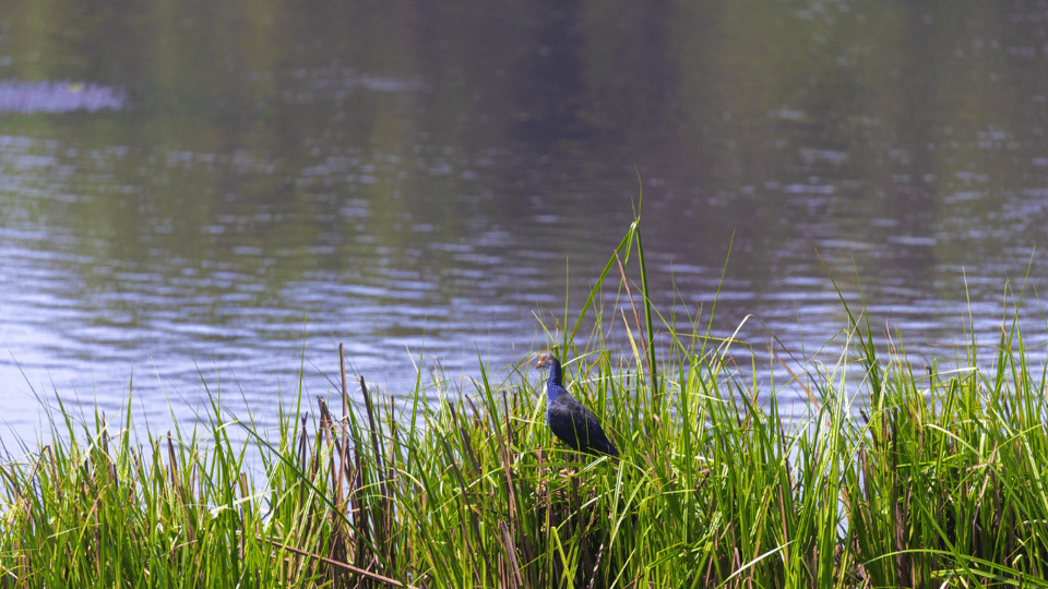 Cat Tien National Park with Crocodile Lake - Species and Conservation: What the UNESCO Label Means for Your Day