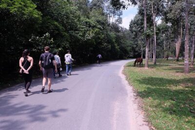 Cu Chi Tunnels By Motorbike and Scooter - Rubber tree farm: the above-ground counterpoint