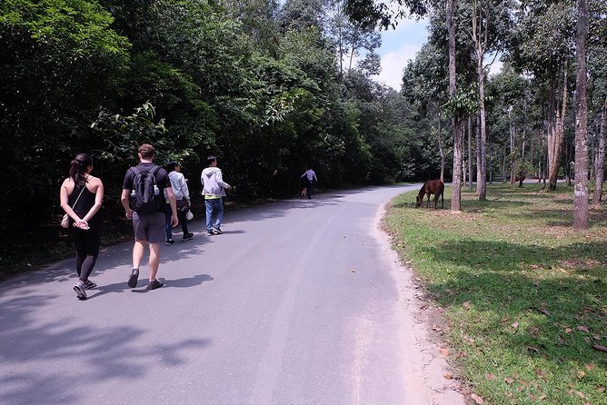 Cu Chi Tunnels By Motorbike and Scooter - Rubber tree farm: the above-ground counterpoint