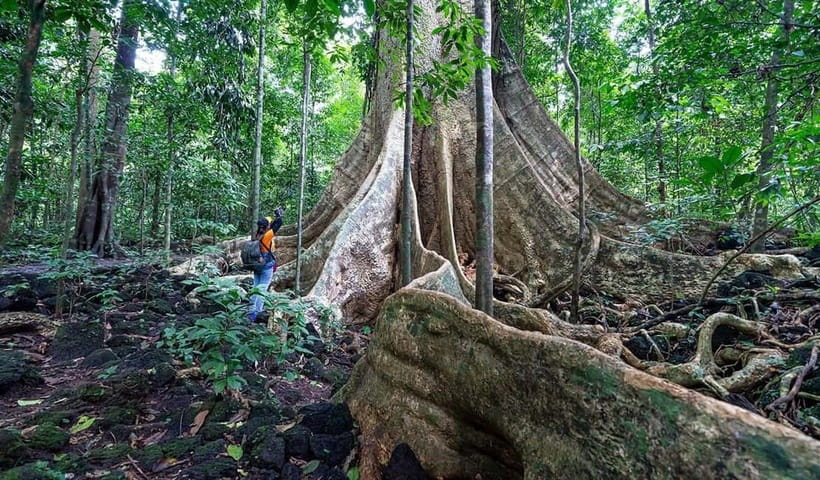 From HCM: Cat Tien Park Jungle Day Trip with Optional 2D1N - Key highlights worth caring about