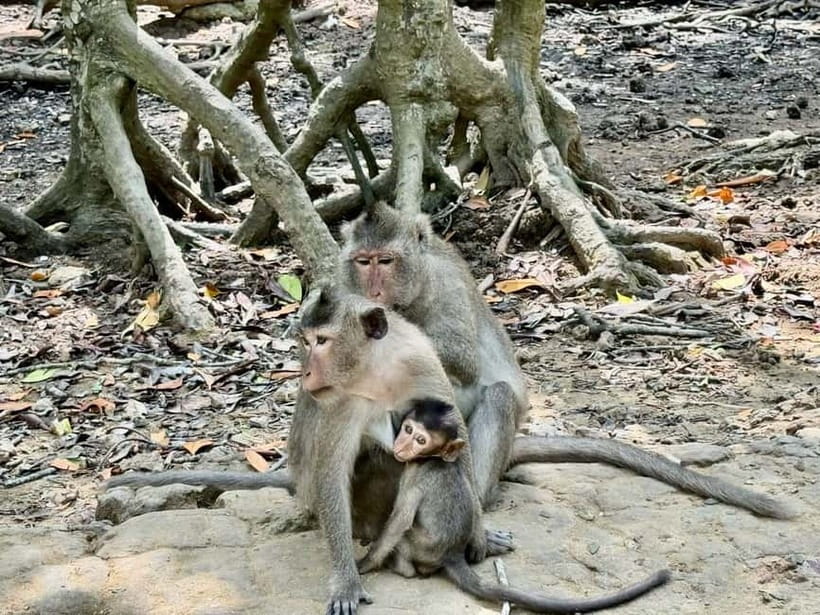 From Ho Chi Minh: Can Gio Monkey Island & Mangrove Tour - H2: The Mangrove Speedboat Ride in Can Gio Biosphere Reserve
