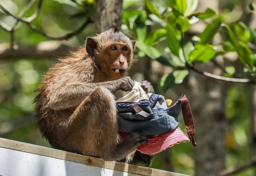 From Ho Chi Minh: Can Gio Monkey Island & Mangrove Tour - H2: Monkey Island and the 1,000+ Monkey Reality Check