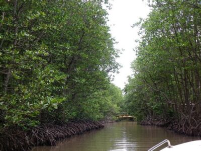 From Ho Chi Minh: Can Gio Trek – Monkey Island & Crocodile Farm - Entering Can Gio: UNESCO mangroves and your first wildlife chances