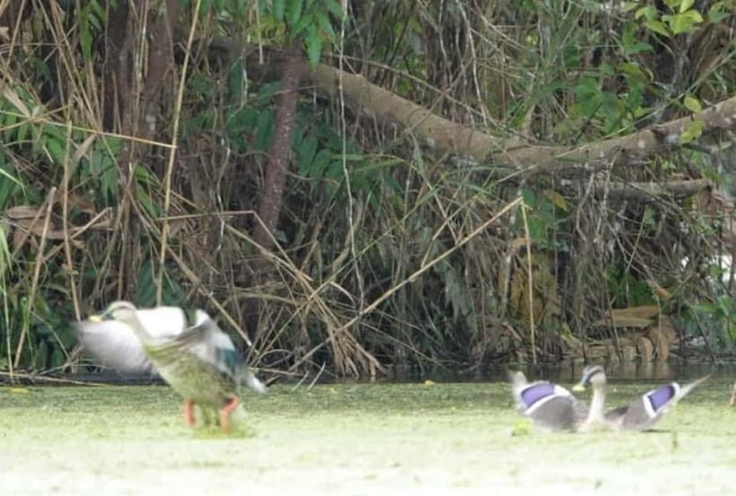 From Ho Chi Minh: Mekong Delta 3-Day Tour with Tra Su Forest - Purple House and Mỹ Khánh: fun color breaks, not deep countryside