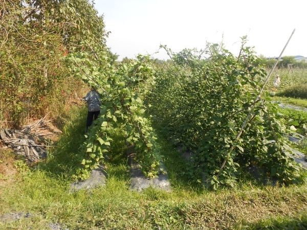 Full-Day Farming & Cooking class at Agricultural Village - Key highlights