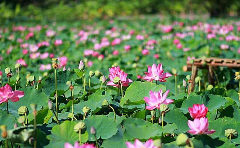 HCM: Authentic Dong Thap Mekong Delta Day Trip & Boat Ride - Key highlights worth waking up for