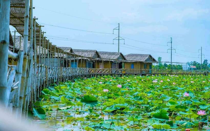 HCM: Authentic Dong Thap Mekong Delta Day Trip & Boat Ride - Rice fields and lotus ponds: the Mekong Delta scenery break