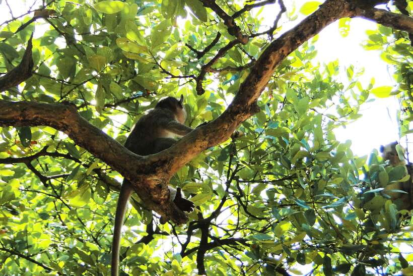 Ho Chi Minh City: Can Gio Eco Escape And Wildlife Discovery - Crocodile swamp and bat lagoon: wildlife viewing with a different kind of thrill