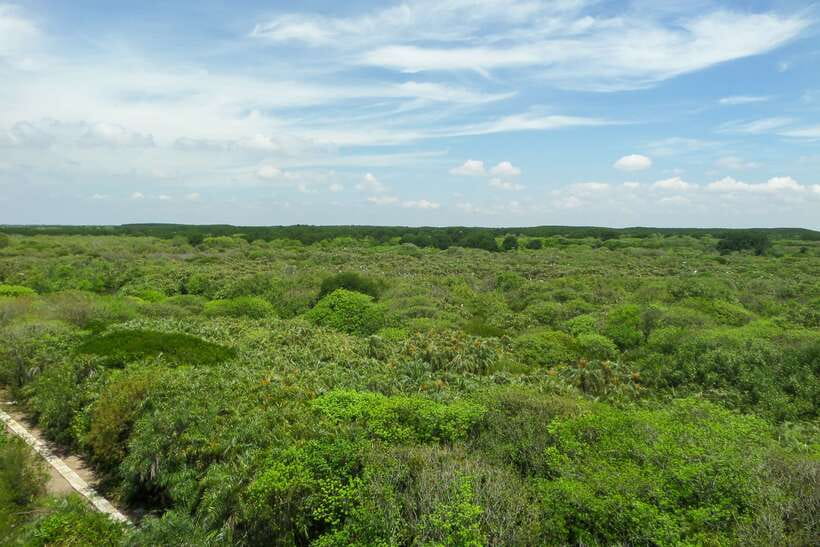 Ho Chi Minh City: Can Gio Eco Escape And Wildlife Discovery - Tang Bồng Tower (26 meters): the views you came for