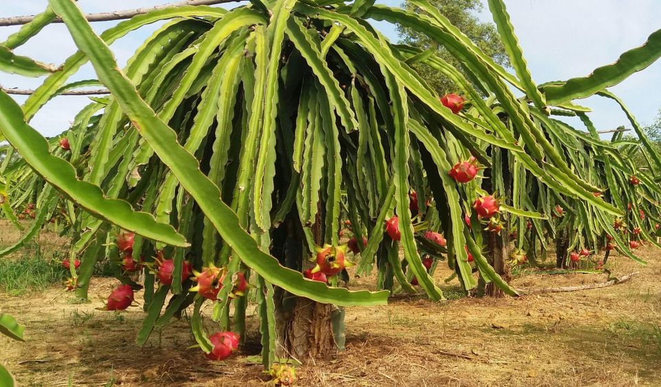 Ho Coc Beach, Nature Reserve & Dragon Fruit Farm Day Tour - From Ho Chi Minh City to Xuyen Moc: the scenic drive with farming scenery