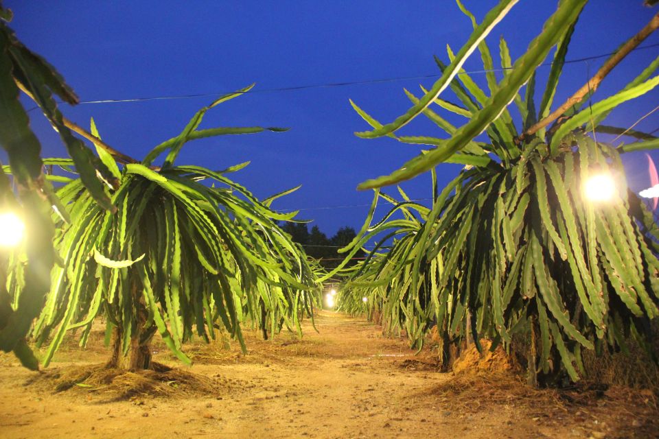 Ho Coc Beach, Nature Reserve & Dragon Fruit Farm Day Tour - Pepper farm stop: quick taste of how the countryside works