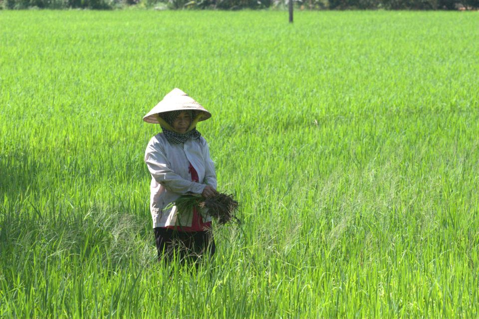Mekong Delta Private Tour from Ho Chi Minh City - Ben Tre, the coconut kingdom: from farm work to candy and rice paper