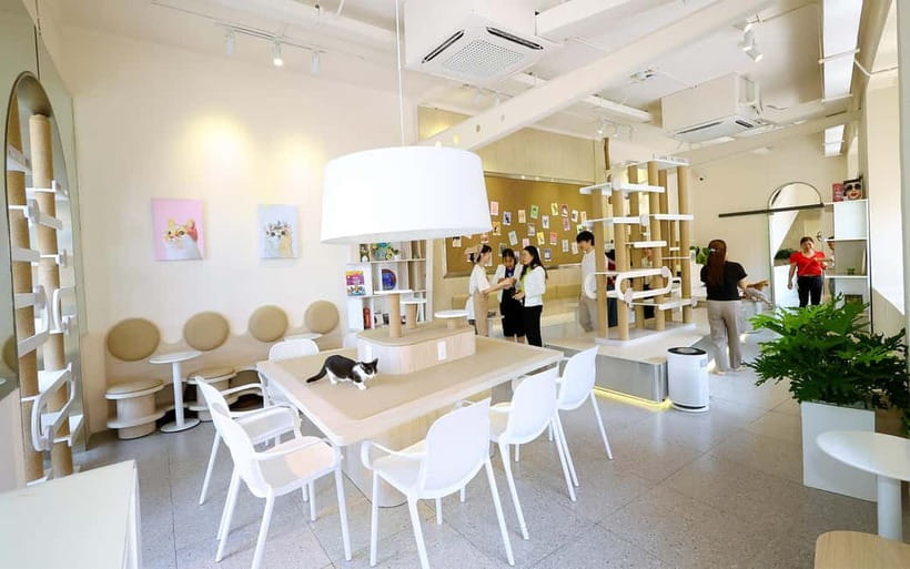 Méo Meo Cat Cafe in Center of Saigon - Méo Meo Cat Cafe: an easy reset in the heart of Saigon