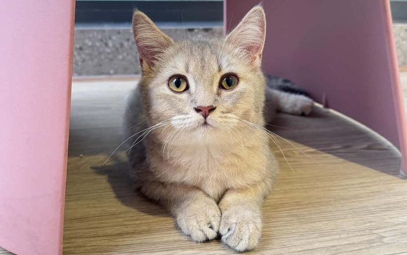 Méo Meo Cat Cafe in Center of Saigon - House rules: how to stay safe and keep things pleasant