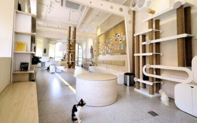 Méo Meo Cat Cafe in Center of Saigon - Seating, drinks, and the small details that affect your mood