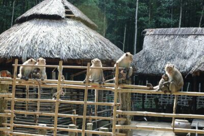 Private Can Gio Biosphere Reserve Day Trip from Ho Chi Minh City - Bat Lagoon Viewing: Large Flying Foxes, Daytime Resting