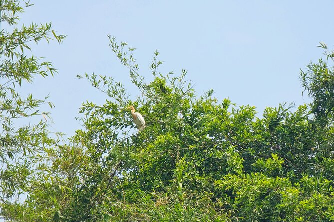 Private Full Day Mekong Delta Tour to Dong Thap Muoi Wetlands - Key highlights you’ll actually care about