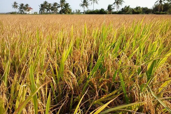 Private Mekong Delta Less Tourist - Coconut Island Tour - Key highlights at a glance