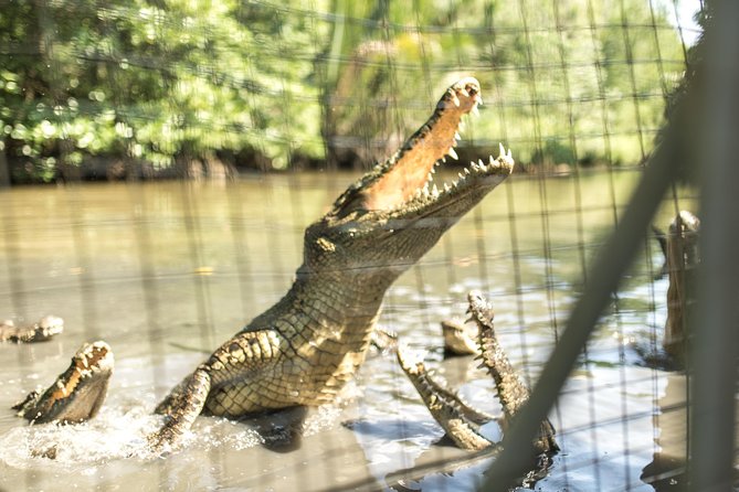 Small-Group Tour to Can Gio Vam Sat Mangrove Forest - The crocodile lake walk: chances to see crocodiles and forest-edge monkeys